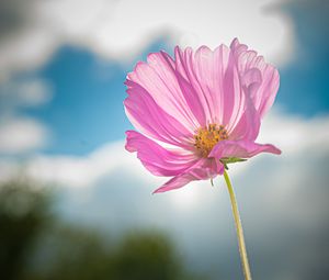 Preview wallpaper kosmeya, flower, petals, macro, pink