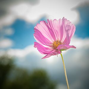 Preview wallpaper kosmeya, flower, petals, macro, pink