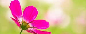 Preview wallpaper kosmeya, flower, petals, pink, blur