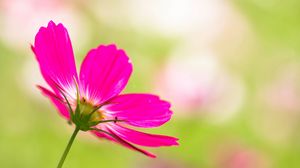 Preview wallpaper kosmeya, flower, petals, pink, blur