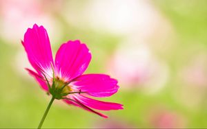 Preview wallpaper kosmeya, flower, petals, pink, blur