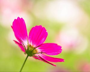 Preview wallpaper kosmeya, flower, petals, pink, blur