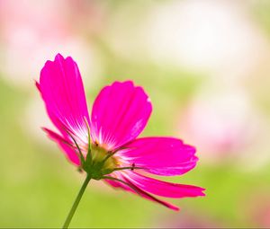 Preview wallpaper kosmeya, flower, petals, pink, blur