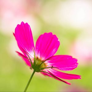 Preview wallpaper kosmeya, flower, petals, pink, blur