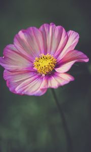 Preview wallpaper kosmeya, flower, petals, purple, macro