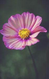 Preview wallpaper kosmeya, flower, petals, purple, macro