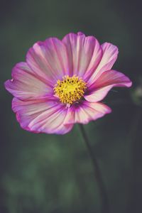 Preview wallpaper kosmeya, flower, petals, purple, macro