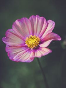 Preview wallpaper kosmeya, flower, petals, purple, macro