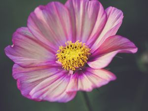 Preview wallpaper kosmeya, flower, petals, purple, macro