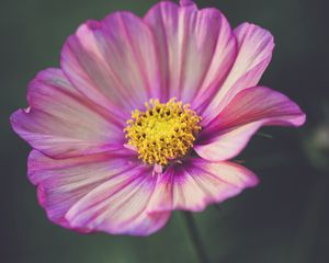Preview wallpaper kosmeya, flower, petals, purple, macro