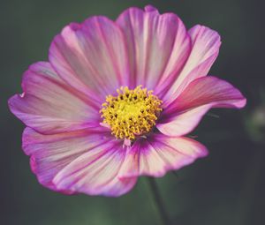 Preview wallpaper kosmeya, flower, petals, purple, macro