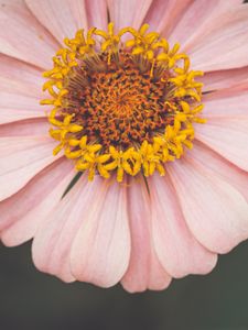 Preview wallpaper kosmeya, flower, petals, pink, macro