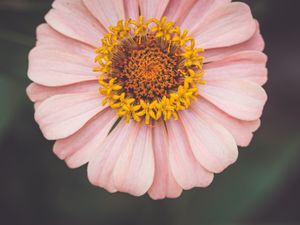 Preview wallpaper kosmeya, flower, petals, pink, macro