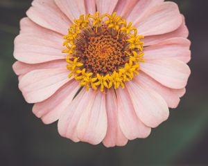 Preview wallpaper kosmeya, flower, petals, pink, macro