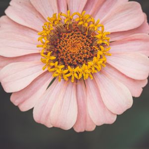 Preview wallpaper kosmeya, flower, petals, pink, macro