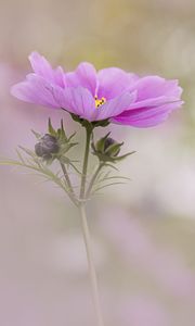 Preview wallpaper kosmeya, flower, petals, macro, blur, pink