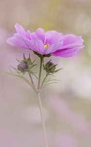 Preview wallpaper kosmeya, flower, petals, macro, blur, pink