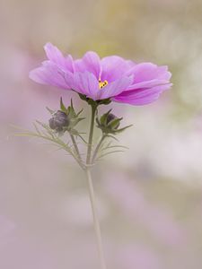 Preview wallpaper kosmeya, flower, petals, macro, blur, pink