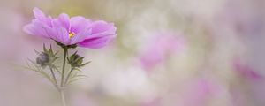 Preview wallpaper kosmeya, flower, petals, macro, blur, pink