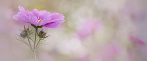 Preview wallpaper kosmeya, flower, petals, macro, blur, pink