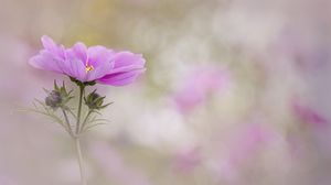 Preview wallpaper kosmeya, flower, petals, macro, blur, pink