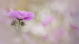 Preview wallpaper kosmeya, flower, petals, macro, blur, pink