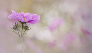 Preview wallpaper kosmeya, flower, petals, macro, blur, pink