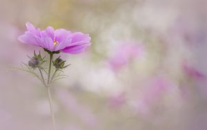 Preview wallpaper kosmeya, flower, petals, macro, blur, pink