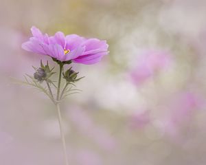 Preview wallpaper kosmeya, flower, petals, macro, blur, pink
