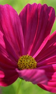 Preview wallpaper kosmeya, flower, petals, macro