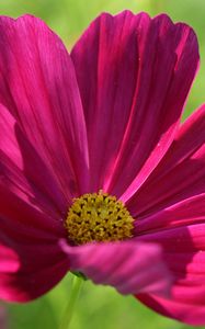 Preview wallpaper kosmeya, flower, petals, macro