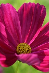 Preview wallpaper kosmeya, flower, petals, macro