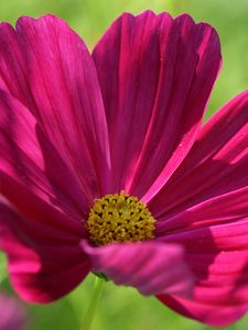 Preview wallpaper kosmeya, flower, petals, macro