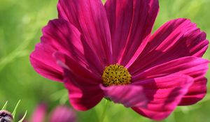 Preview wallpaper kosmeya, flower, petals, macro