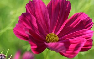 Preview wallpaper kosmeya, flower, petals, macro