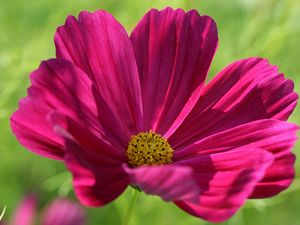 Preview wallpaper kosmeya, flower, petals, macro