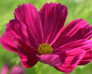 Preview wallpaper kosmeya, flower, petals, macro