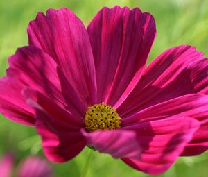 Preview wallpaper kosmeya, flower, petals, macro