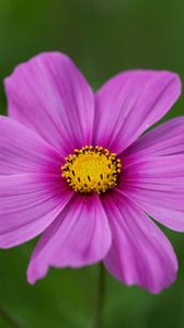 Preview wallpaper kosmeya, flower, petals, macro, purple