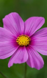 Preview wallpaper kosmeya, flower, petals, macro, purple