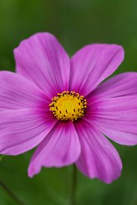 Preview wallpaper kosmeya, flower, petals, macro, purple