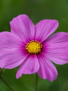 Preview wallpaper kosmeya, flower, petals, macro, purple