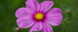 Preview wallpaper kosmeya, flower, petals, macro, purple