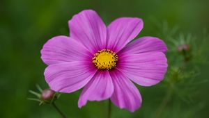 Preview wallpaper kosmeya, flower, petals, macro, purple