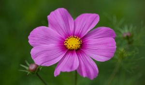 Preview wallpaper kosmeya, flower, petals, macro, purple