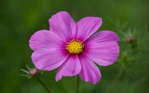 Preview wallpaper kosmeya, flower, petals, macro, purple