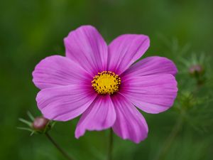 Preview wallpaper kosmeya, flower, petals, macro, purple