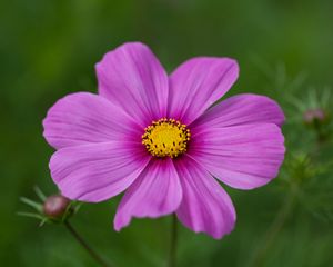 Preview wallpaper kosmeya, flower, petals, macro, purple