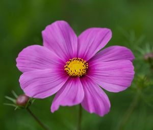 Preview wallpaper kosmeya, flower, petals, macro, purple