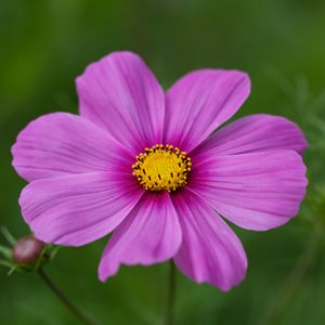 Preview wallpaper kosmeya, flower, petals, macro, purple